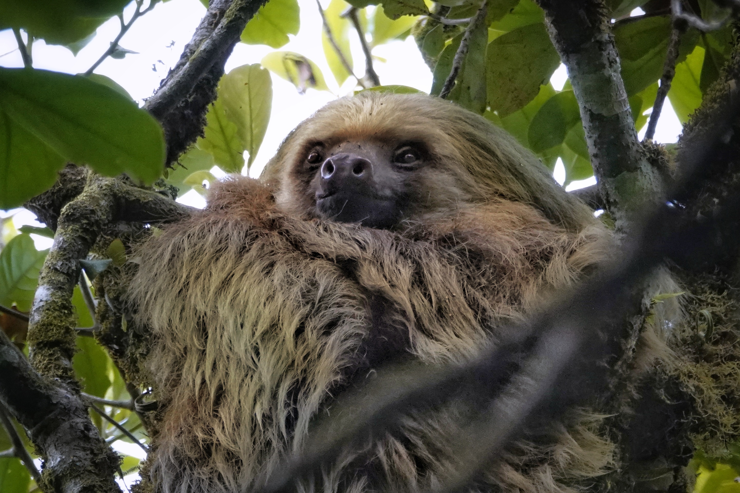Paresseux à deux doigts dans les branches